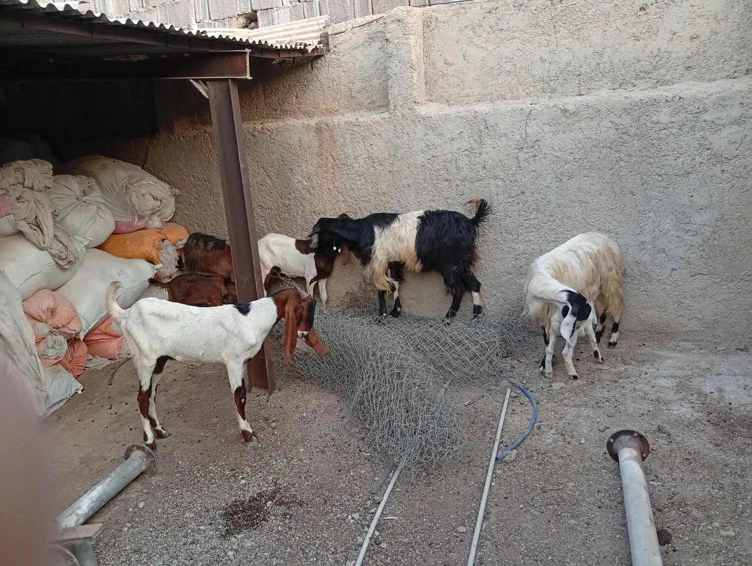 بز دوقلوزا|حیوانات مزرعه|برازجان, |دیوار