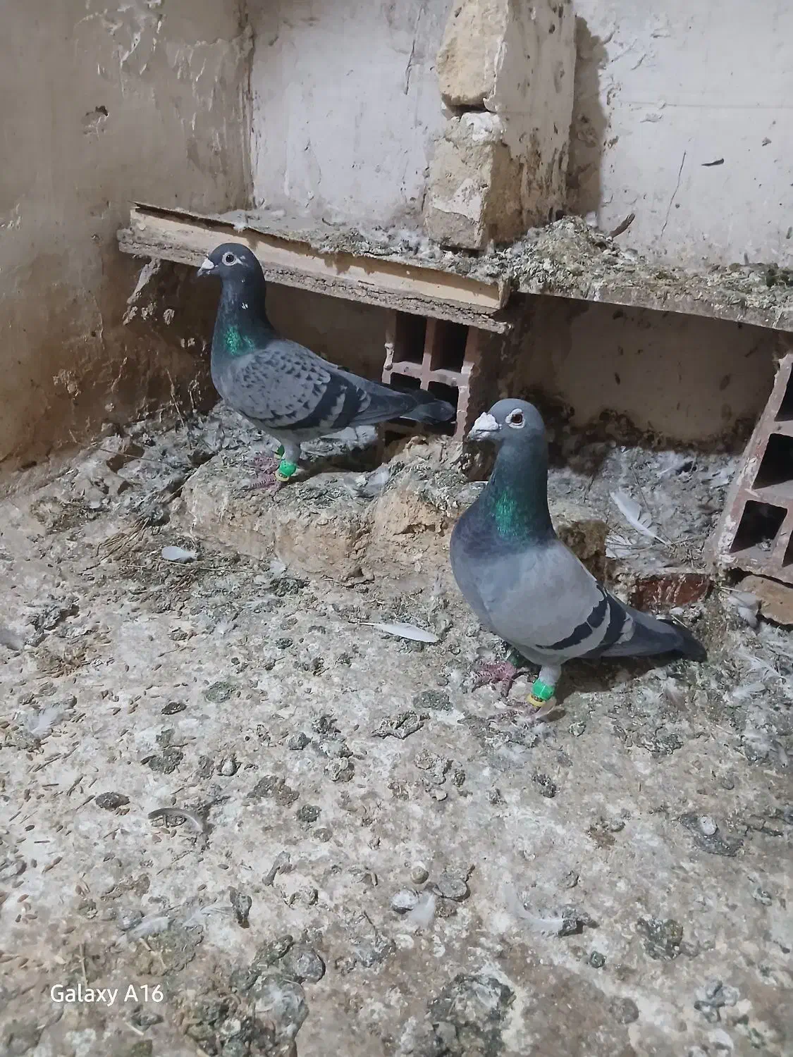 گمشده جفت سبز|حیوانات|بجنورد, |دیوار