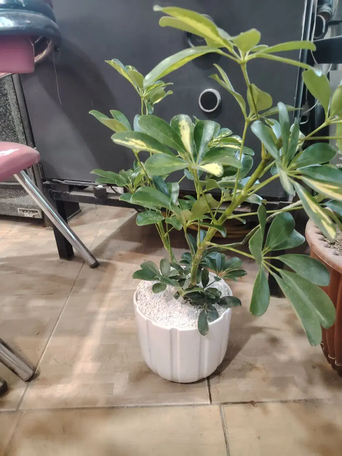 گل فروشی|گل و گیاه طبیعی|نیشابور, میدان حافظ|دیوار