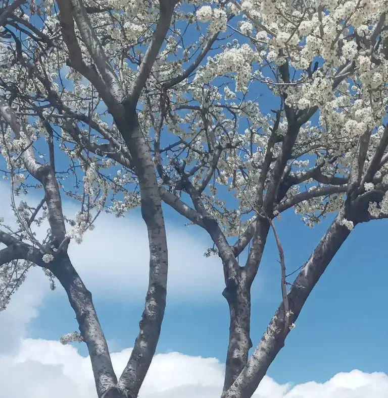 ذغال کبابی|خوردنی و آشامیدنی|قزوین, |دیوار