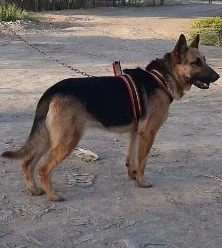 ژرمن ورک|سگ|قلعه نو, |دیوار