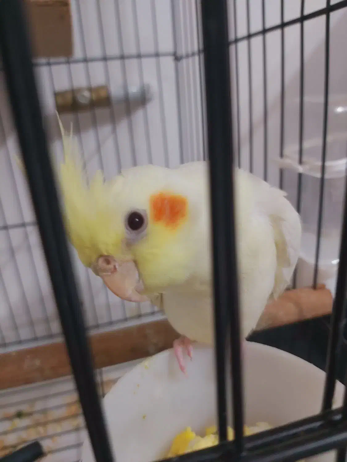 عروس هلندی لوتیونو|پرنده|علی‌آباد کتول, |دیوار