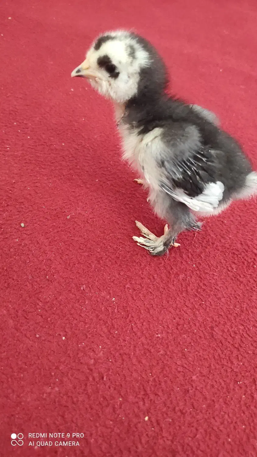 جوجه محلی|حیوانات مزرعه|شبانکاره, |دیوار