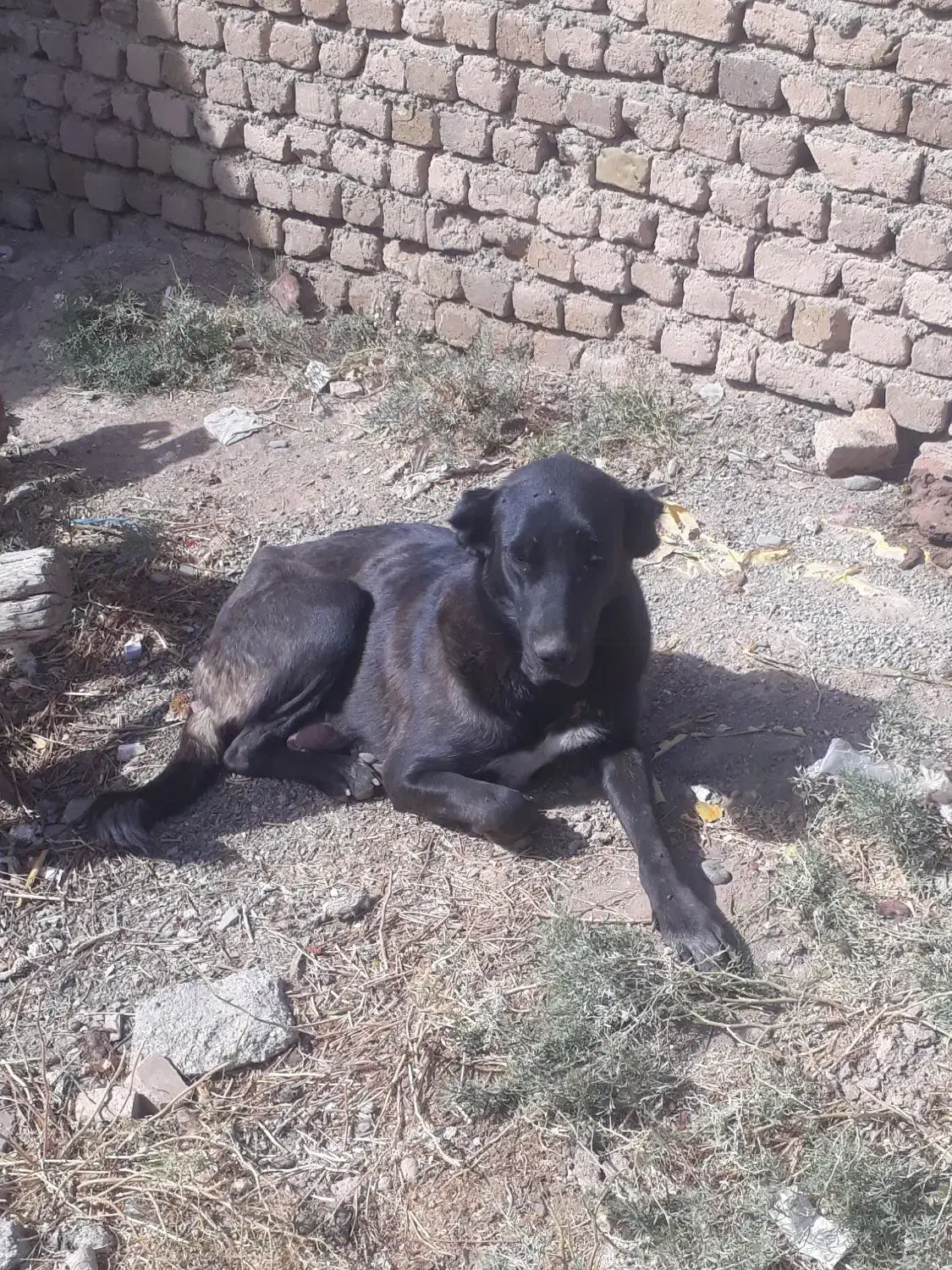 سگ سیاه|حیوانات|آوج, |دیوار