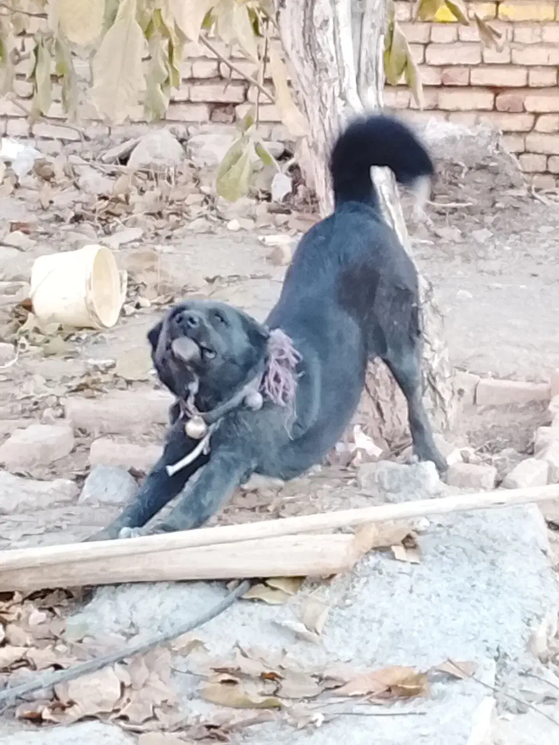 واگذاری سگ|سگ|داران, |دیوار