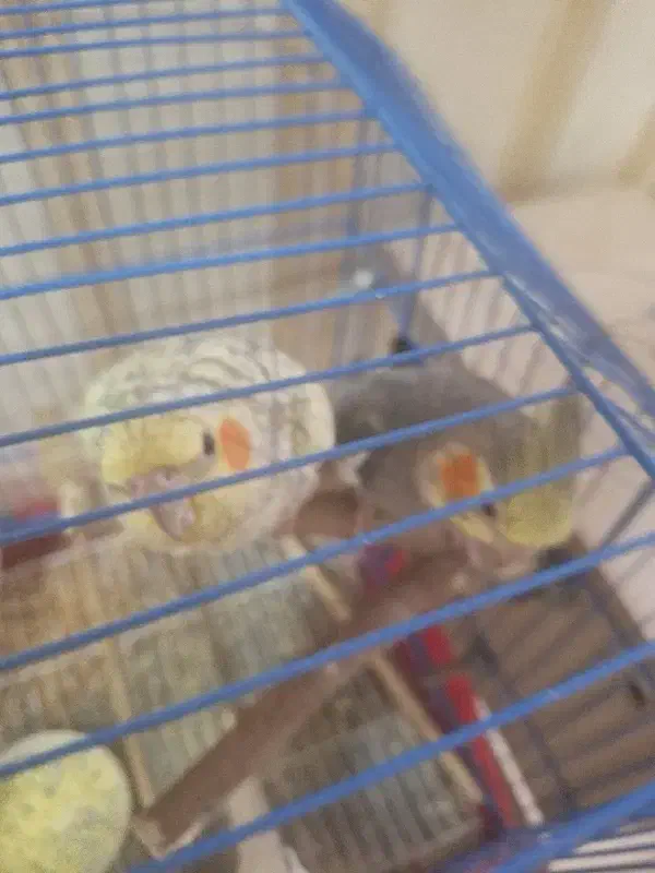 جفت عروس هلندی تخم گذار|پرنده|اهواز, کیانپارس |دیوار