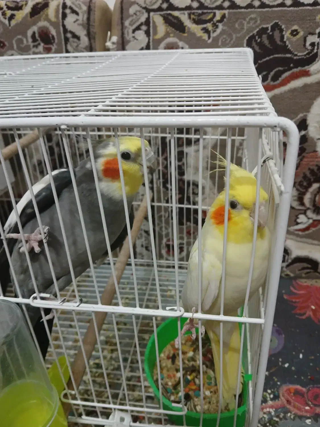 جفت عروس هلندی دستی و سخنگو|پرنده|مشهد, ادیب نیشابوری (شهرک غرب)|دیوار