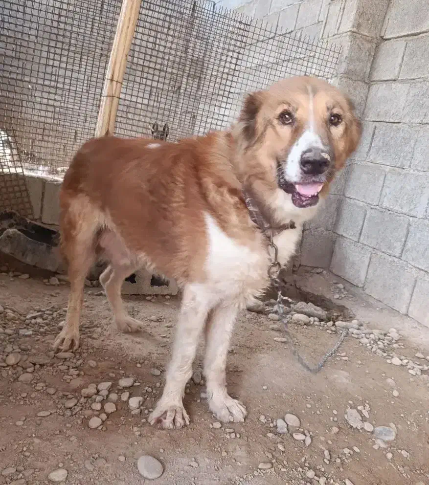 آلابای|سگ|سعدآباد, |دیوار