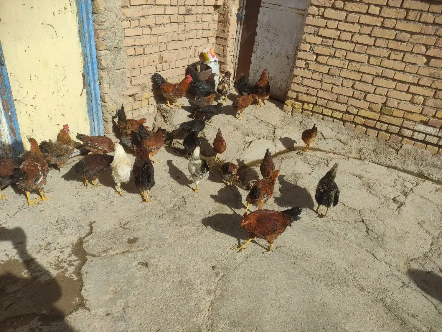 35عدد مرغ و خروس سالم و زیبا فقط12|حیوانات مزرعه|حلب, |دیوار