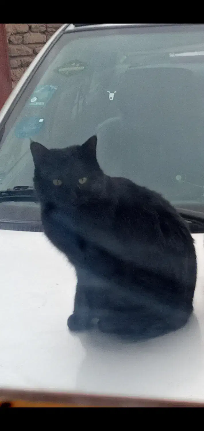 گربه نر سیاه رنگ گمشده در محدوده بهشتی و شیرین|حیوانات|بیرجند, |دیوار