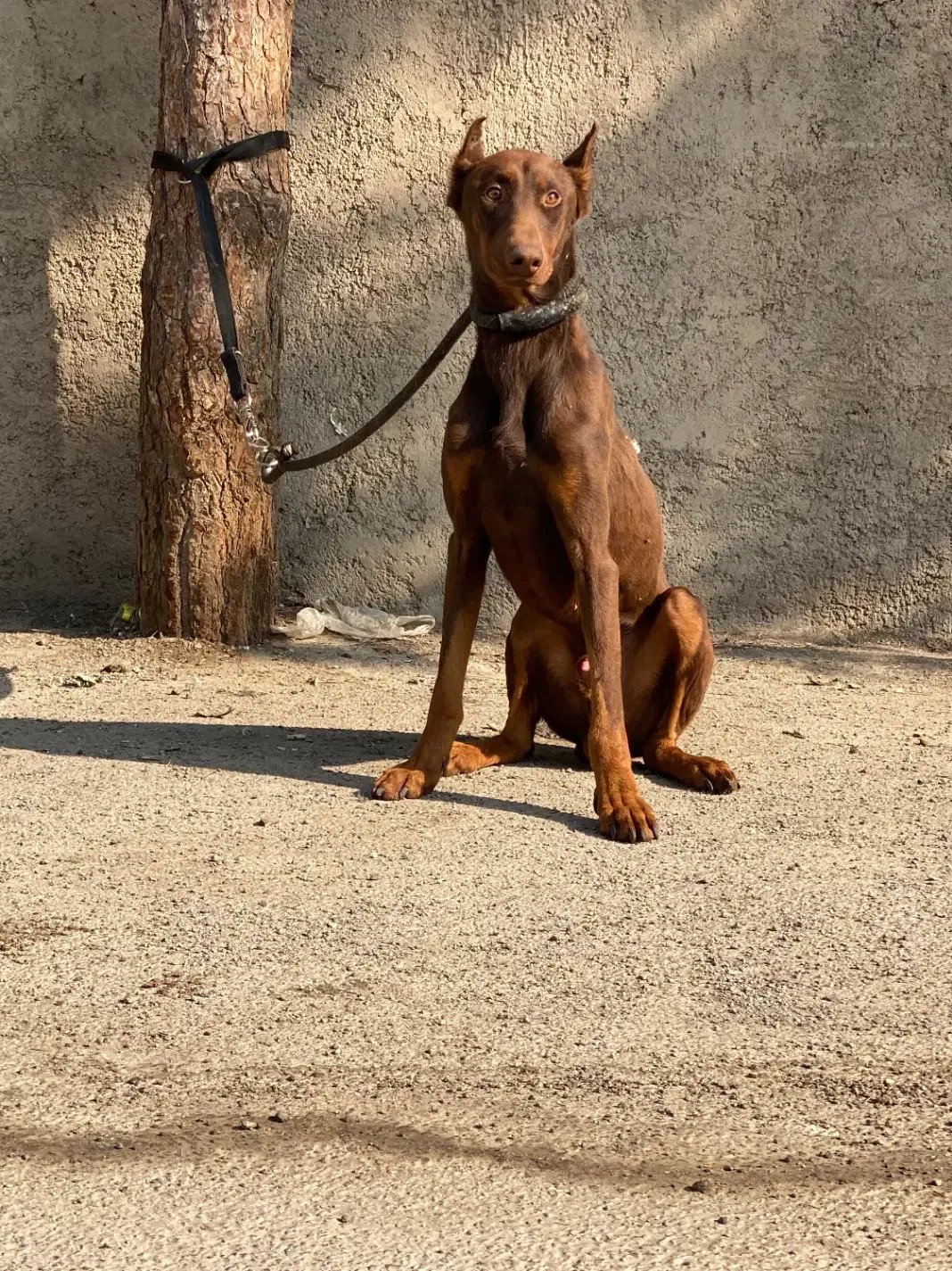 سگ دوبرمن تیپ اروپایی|سگ|شهریار, رامین|دیوار