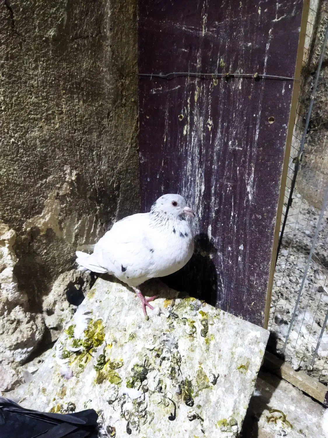 چند تا کفتر خوب معاوظ با قناری نر.سهره. ایر پاد|پرنده|قرچک, مهدیه|دیوار