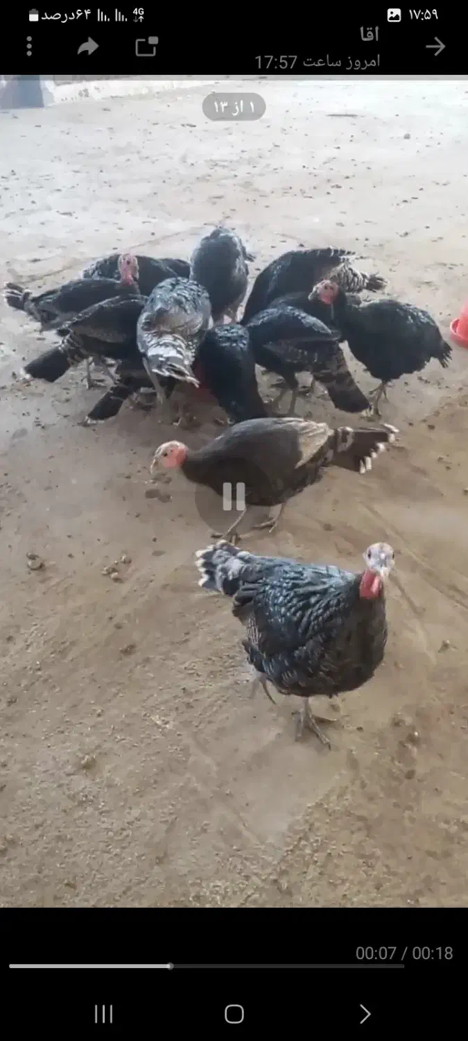 بوقلمون جوان نر ماده|حیوانات مزرعه|مشهد, شهید احمدی روشن|دیوار