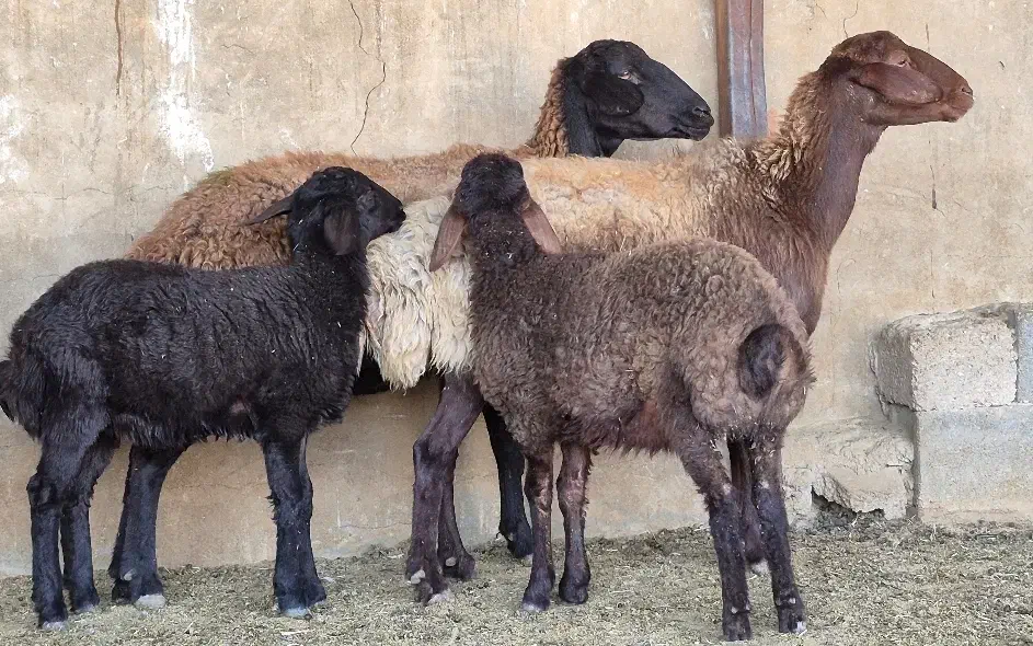 فروش ۱۲راس میش افشاری بره دار ۱۳راس بره پاشون هست|حیوانات مزرعه|طسوج, |دیوار