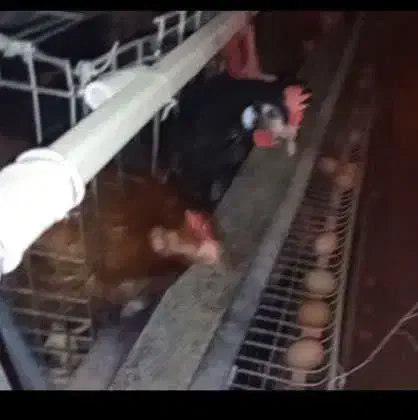 مرغ تخم گذار محلی (قاسم آباد گلدسته)|حیوانات مزرعه|رفسنجان, |دیوار