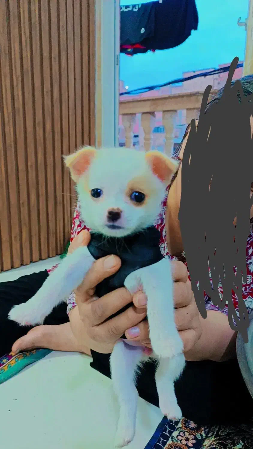 سگ پامرانین|سگ|گرگان, |دیوار