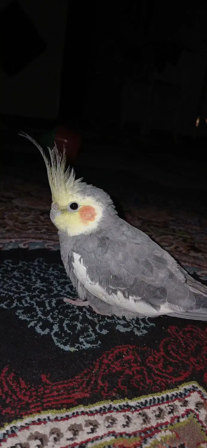 عروس هلندی نر|پرنده|گلبهار, شهر جدید گلبهار|دیوار