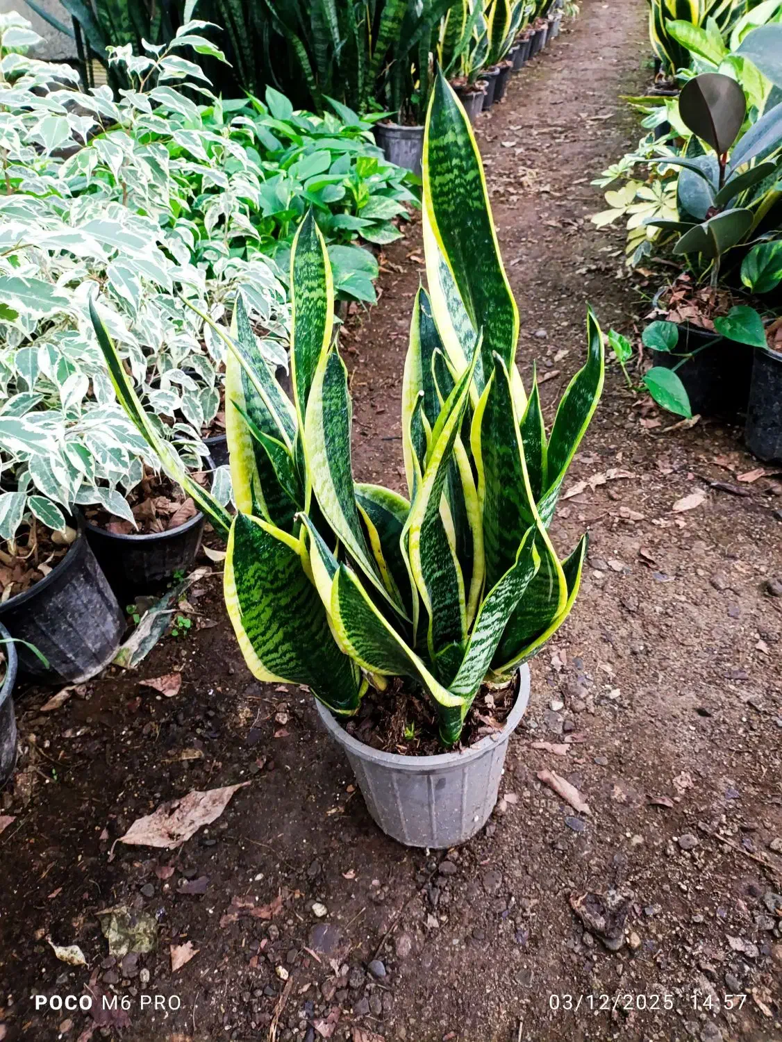 گل و گیاه|گل و گیاه طبیعی|شیرود, |دیوار