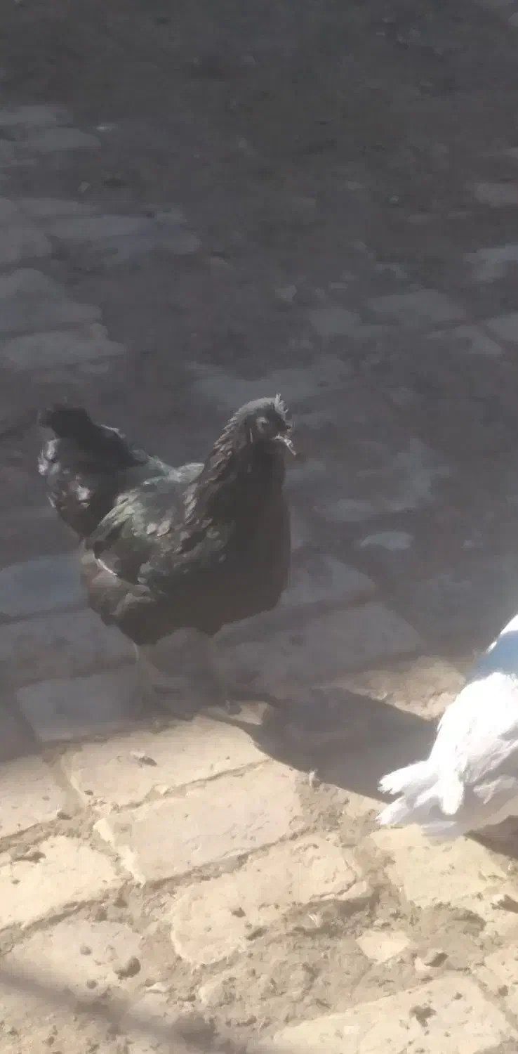 تخم ایام سمانی|حیوانات مزرعه|قم, طلاب غیر ایرانی|دیوار