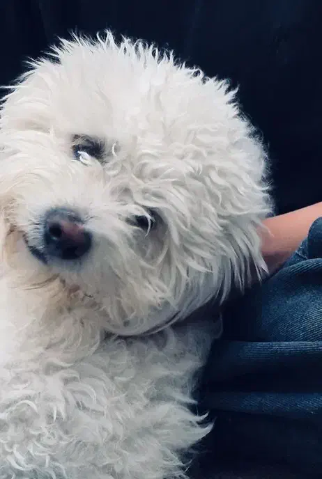 سگ شیتزو|حیوانات|یاسوج, |دیوار