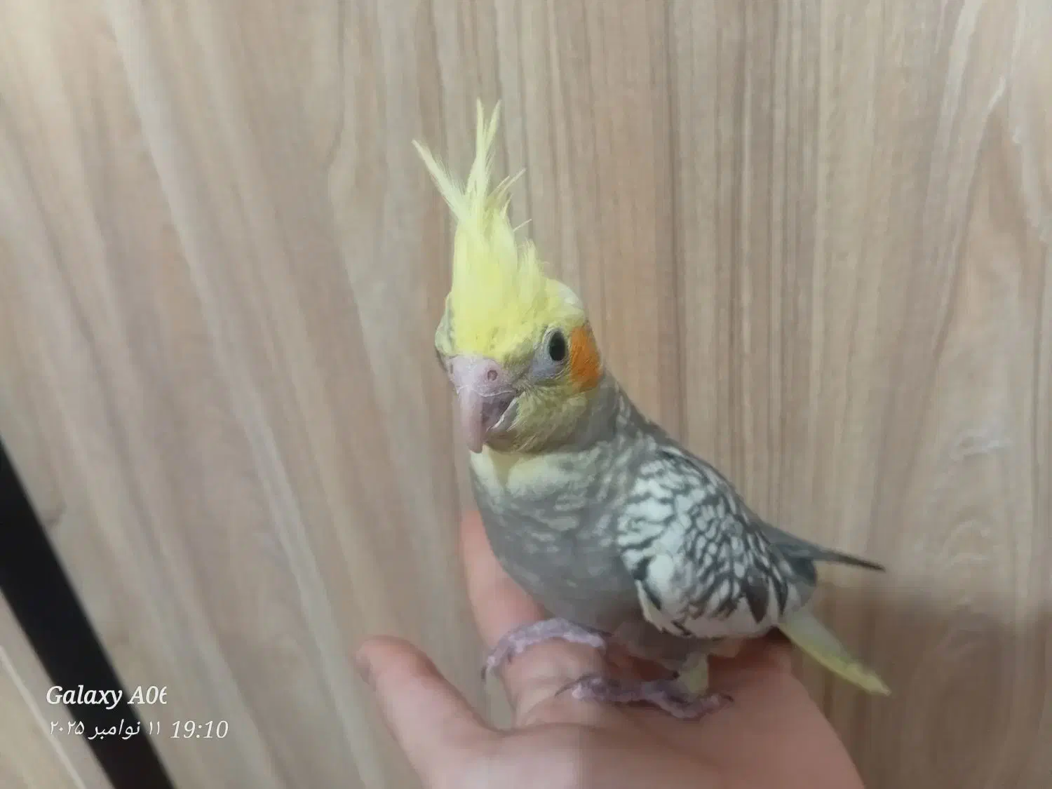 عروس هلندی|پرنده|خوانسار, |دیوار