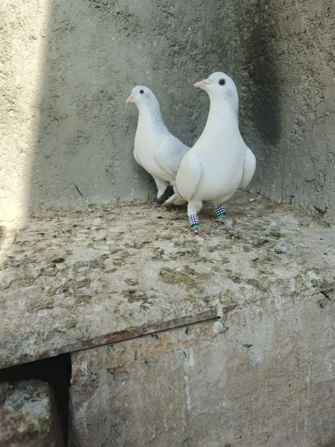 کبوتر|پرنده|مشهد, انصار|دیوار