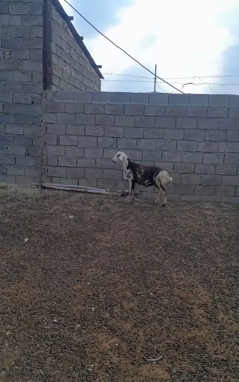 بره قوچ پلنگی|حیوانات مزرعه|بروجرد, |دیوار