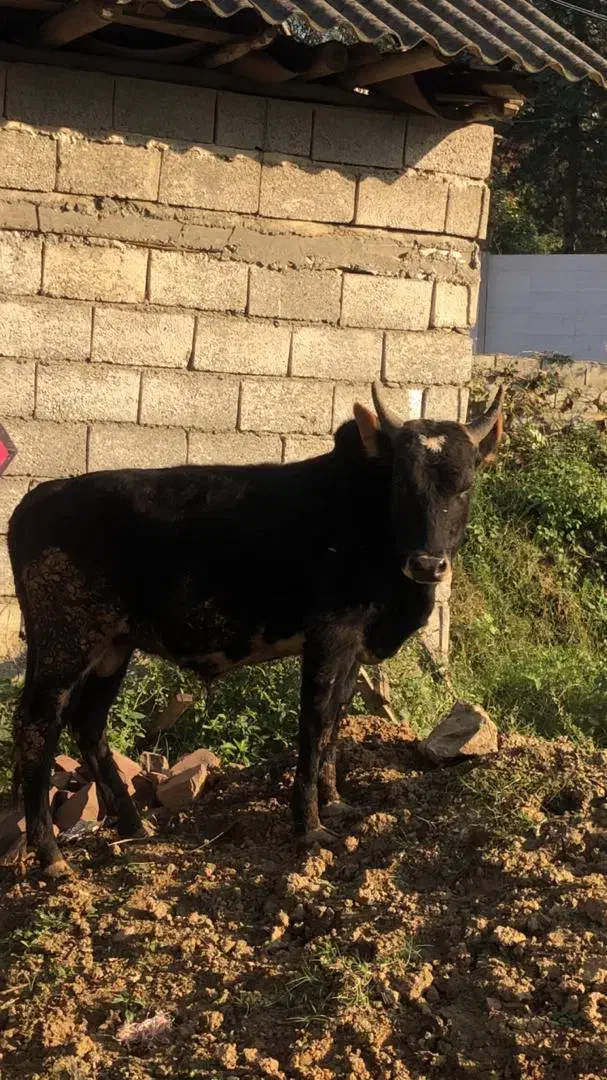 ورزا گوساله نر آس|حیوانات مزرعه|چالوس, |دیوار