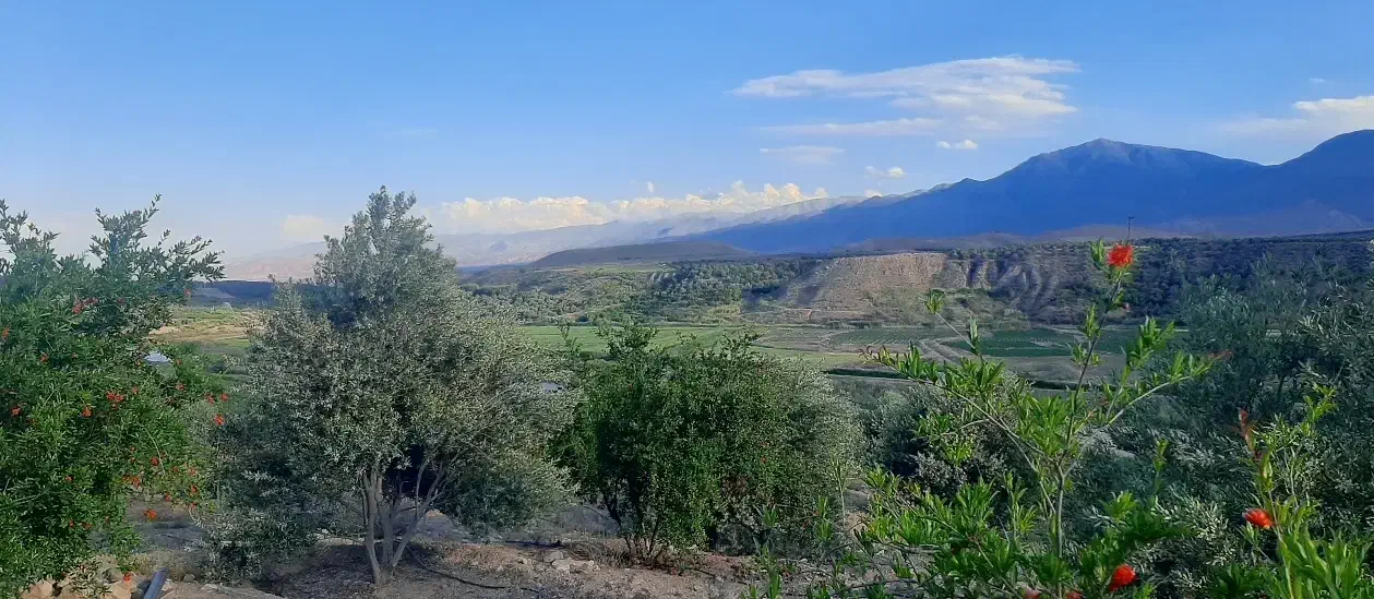 نیازمند ۴ نفر کارگر زیتون چینی|خدمات پیشه و مهارت|گیلوان, |دیوار