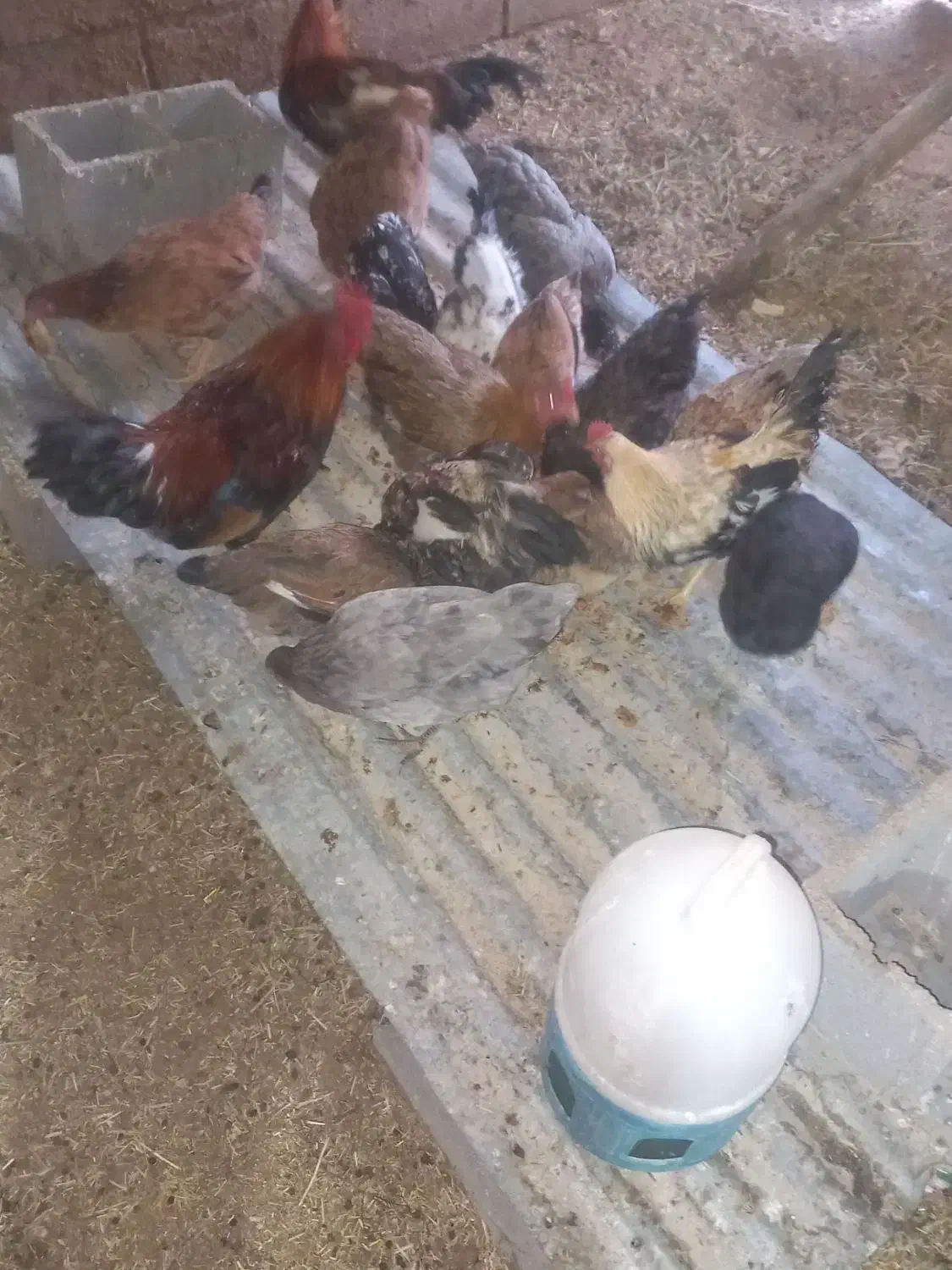 مرغ خروس محلی|حیوانات مزرعه|پاتاوه, |دیوار