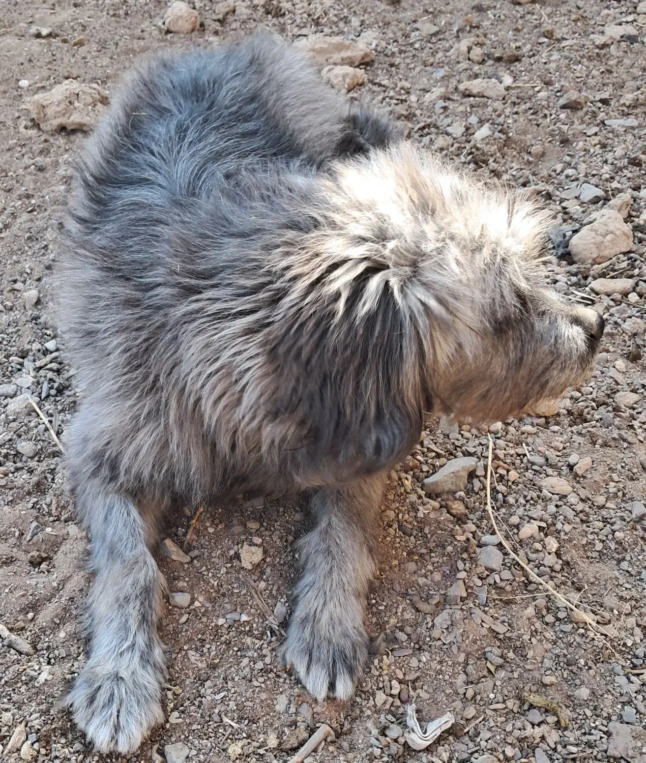 پاپی فروشی|سگ|رشتخوار, |دیوار