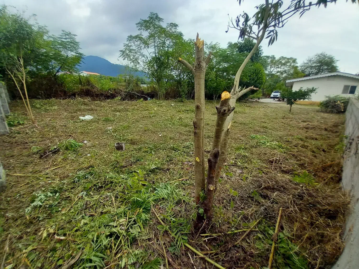 علفزنی یا علفتراشی|خدمات باغبانی و درختکاری|چابکسر, |دیوار