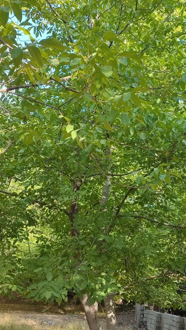 خانه بم دهبکری 250متر|فروش خانه و ویلا|بم, |دیوار