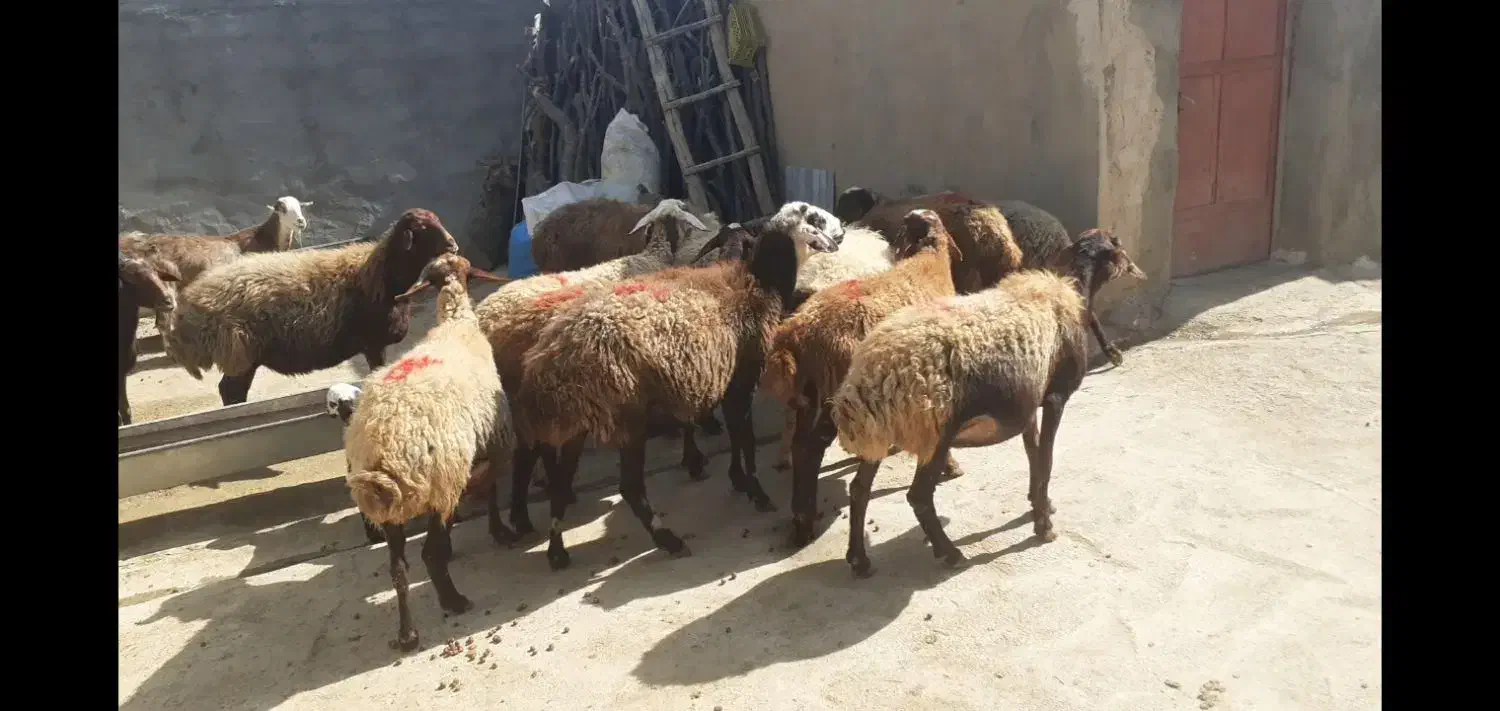 میش وبره|حیوانات مزرعه|کوهدشت, |دیوار