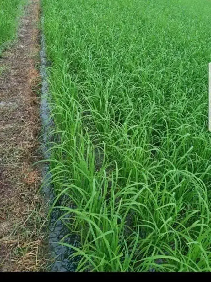 برنج اصلی کامفیروز|خوردنی و آشامیدنی|مهریز, |دیوار