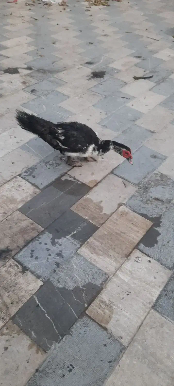 اردک اسراییلی|حیوانات مزرعه|محمدیه-قزوین, |دیوار