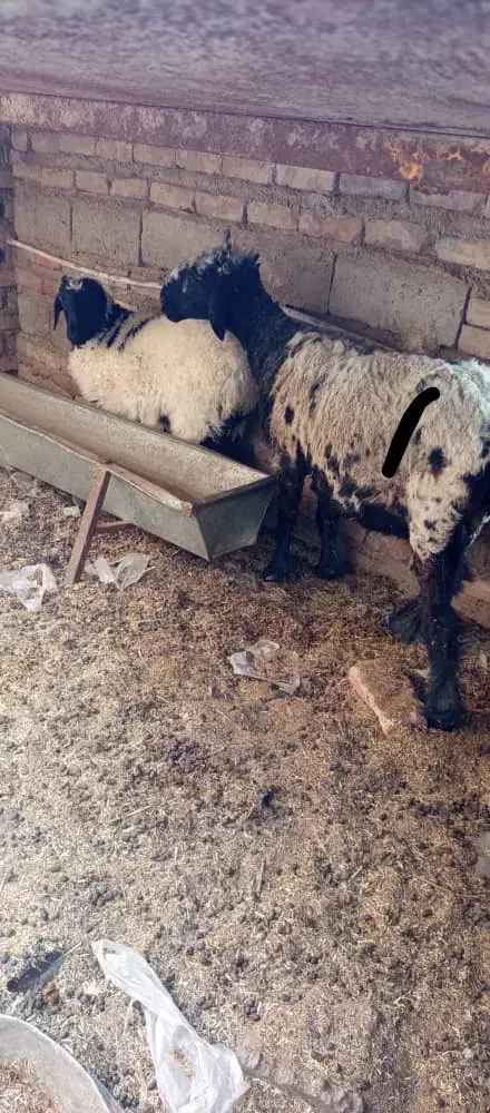 حیوانات|حیوانات مزرعه|هامون, |دیوار