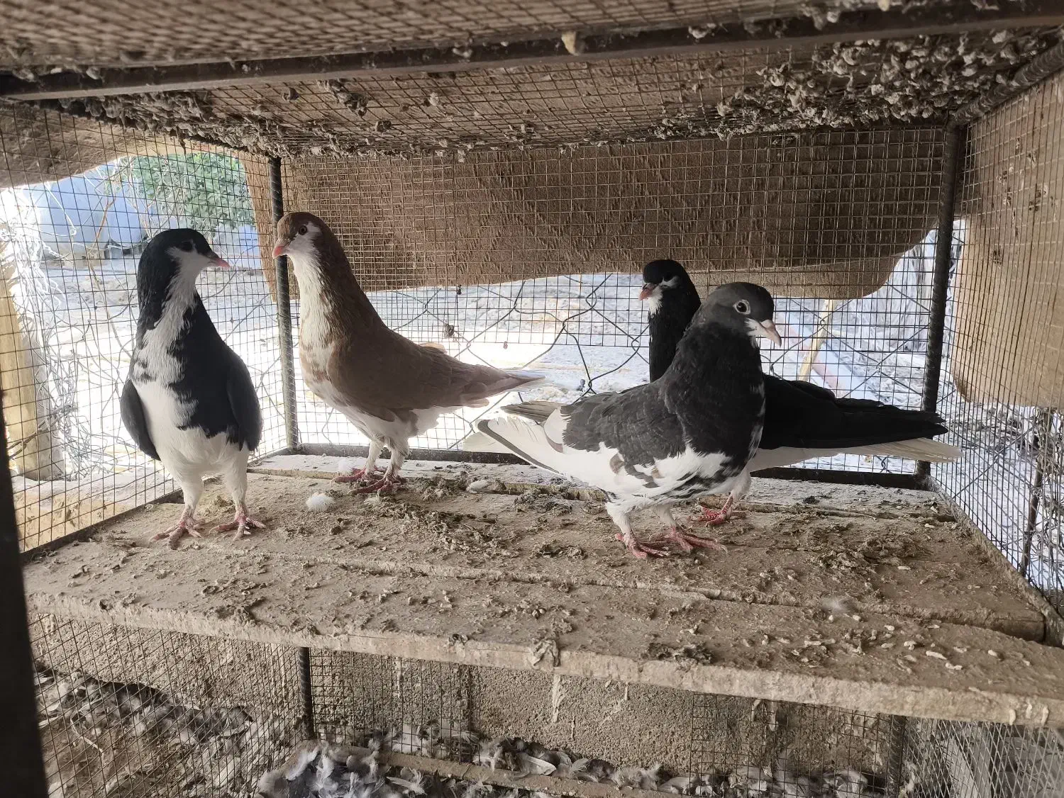 شهری و چپ|پرنده|فسا, |دیوار