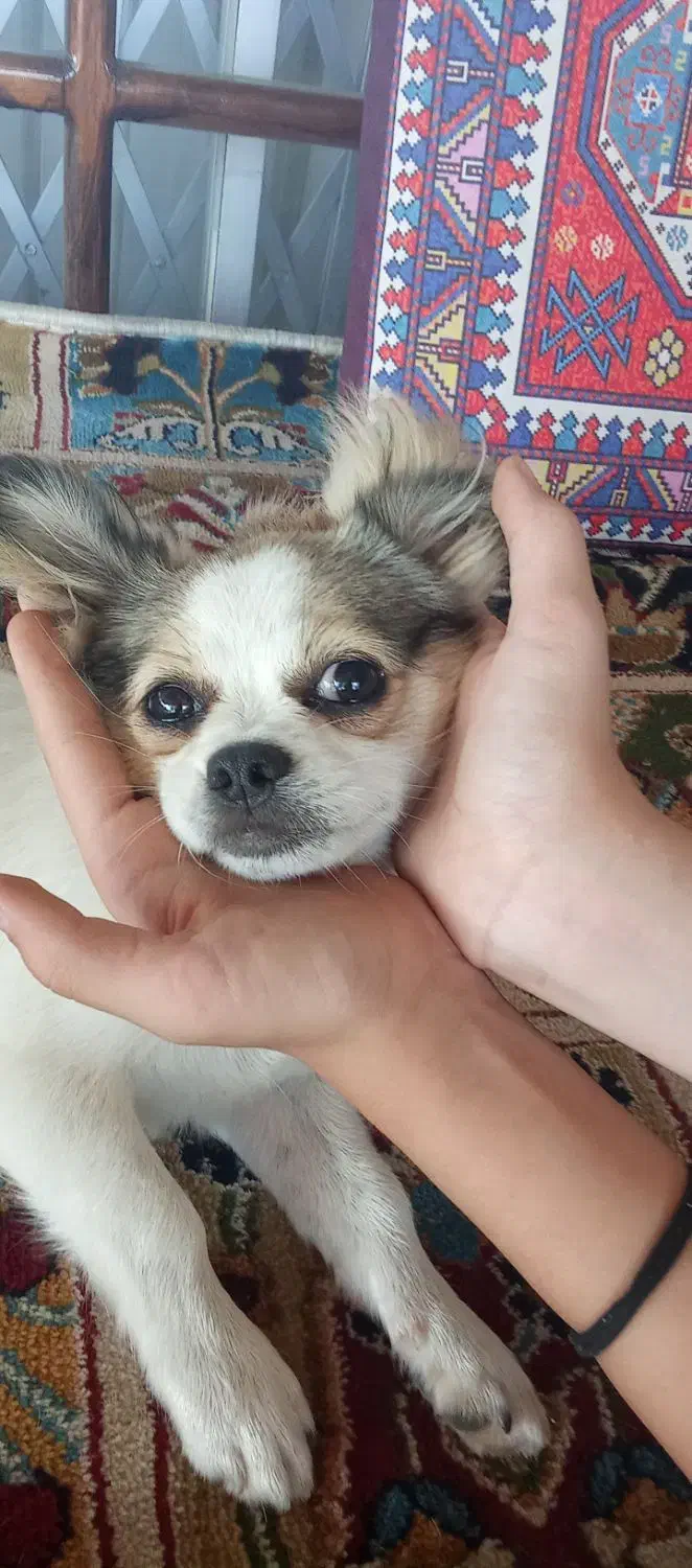 سگ گمشده|سگ|نوشهر, |دیوار