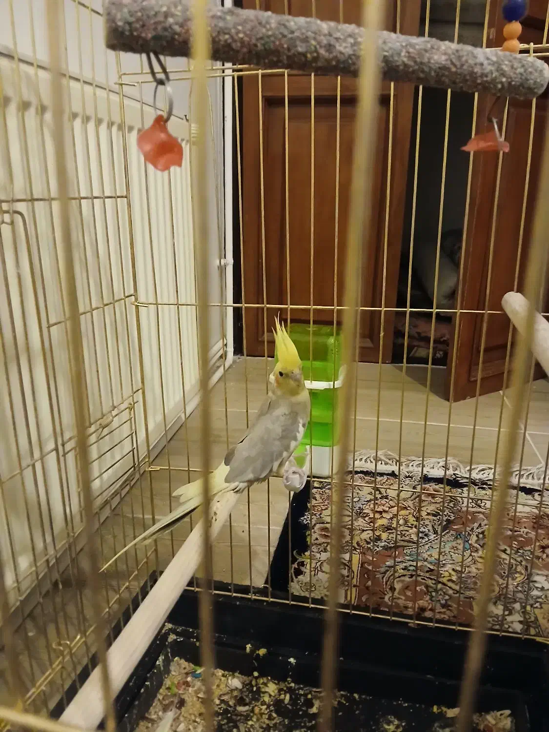 عروس طوطی|پرنده|تبریز, |دیوار