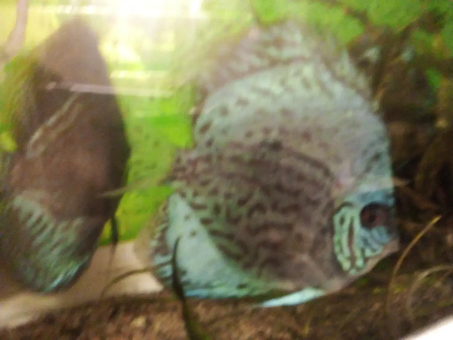 دو عدد دیسکس ۶ اینچی جفت|ماهی|مشهد, حسین‌آباد|دیوار