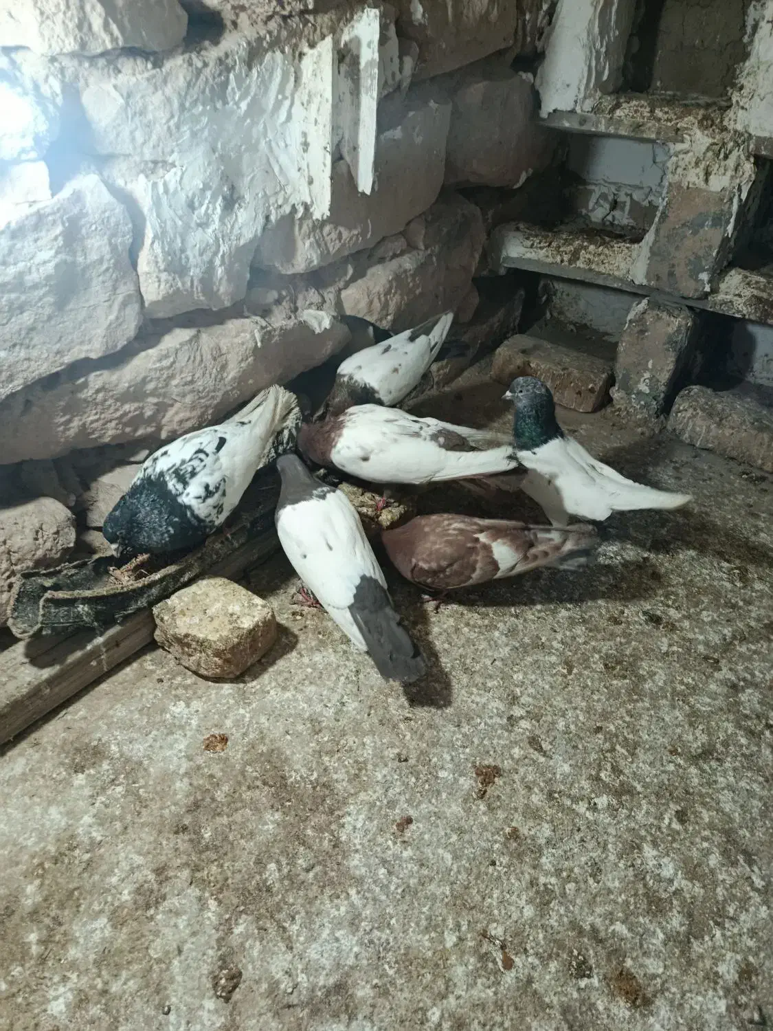 کفتر|پرنده|گرمخان, |دیوار