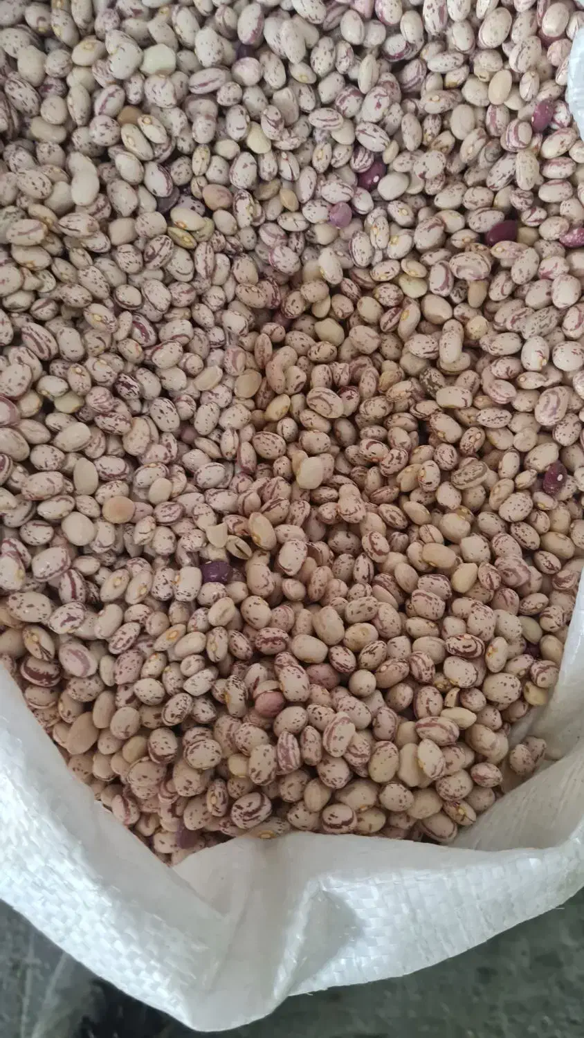 لوبیا چیتی سرحدی|خوردنی و آشامیدنی|اصفهان, کوی امیریه|دیوار