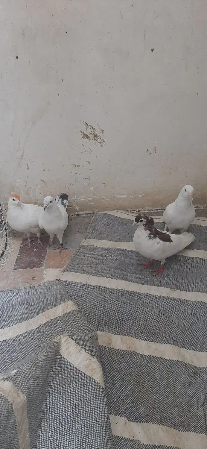 کبوتر|پرنده|تهران, دروازه شمیران|دیوار