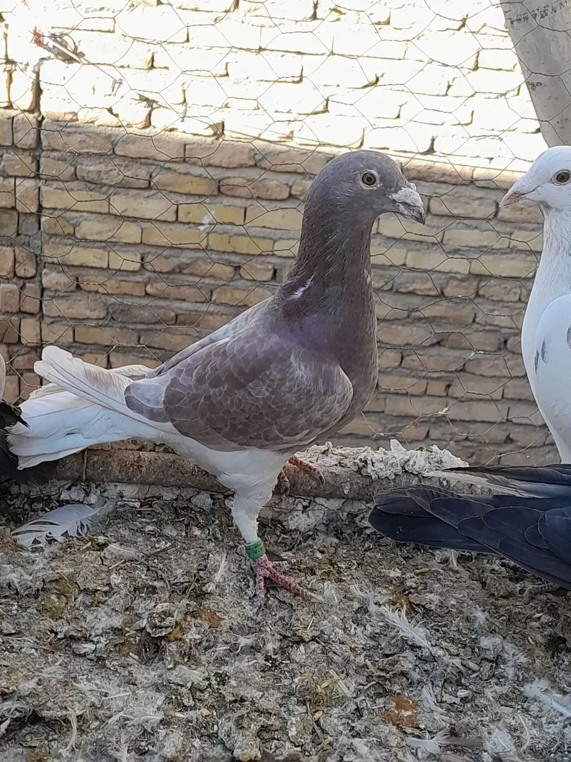 کبوتر پلاگی اصل ۴عدد|پرنده|دشتابی, |دیوار