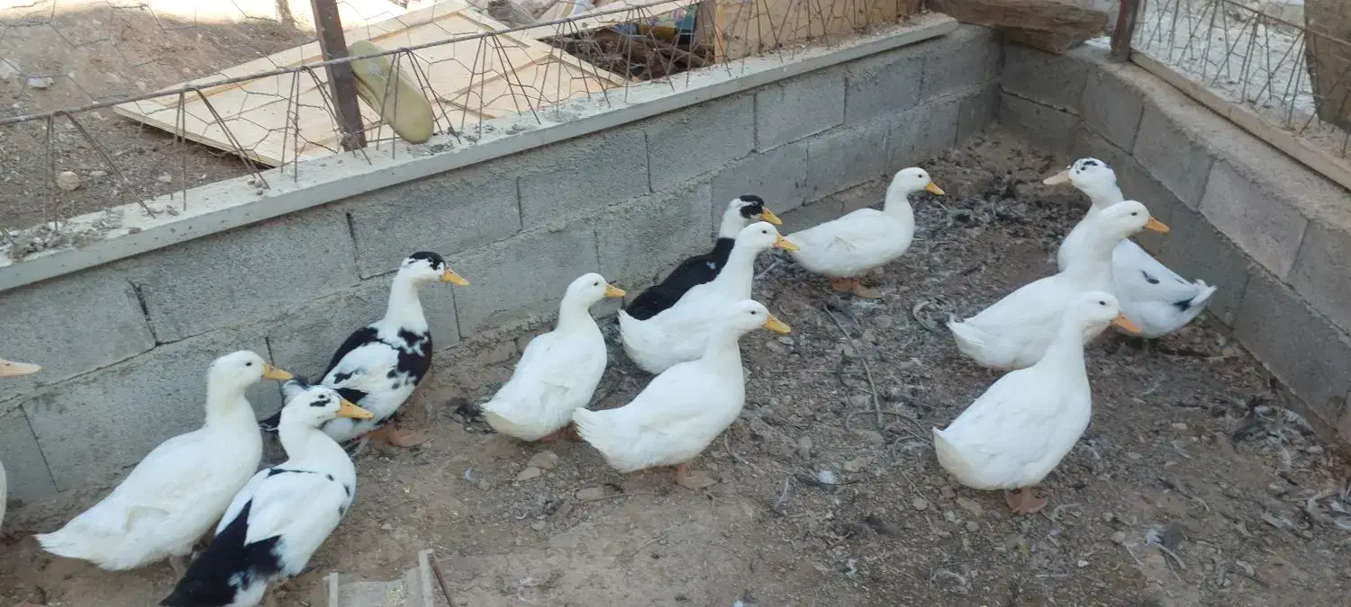 اردک|حیوانات مزرعه|جوانرود, |دیوار