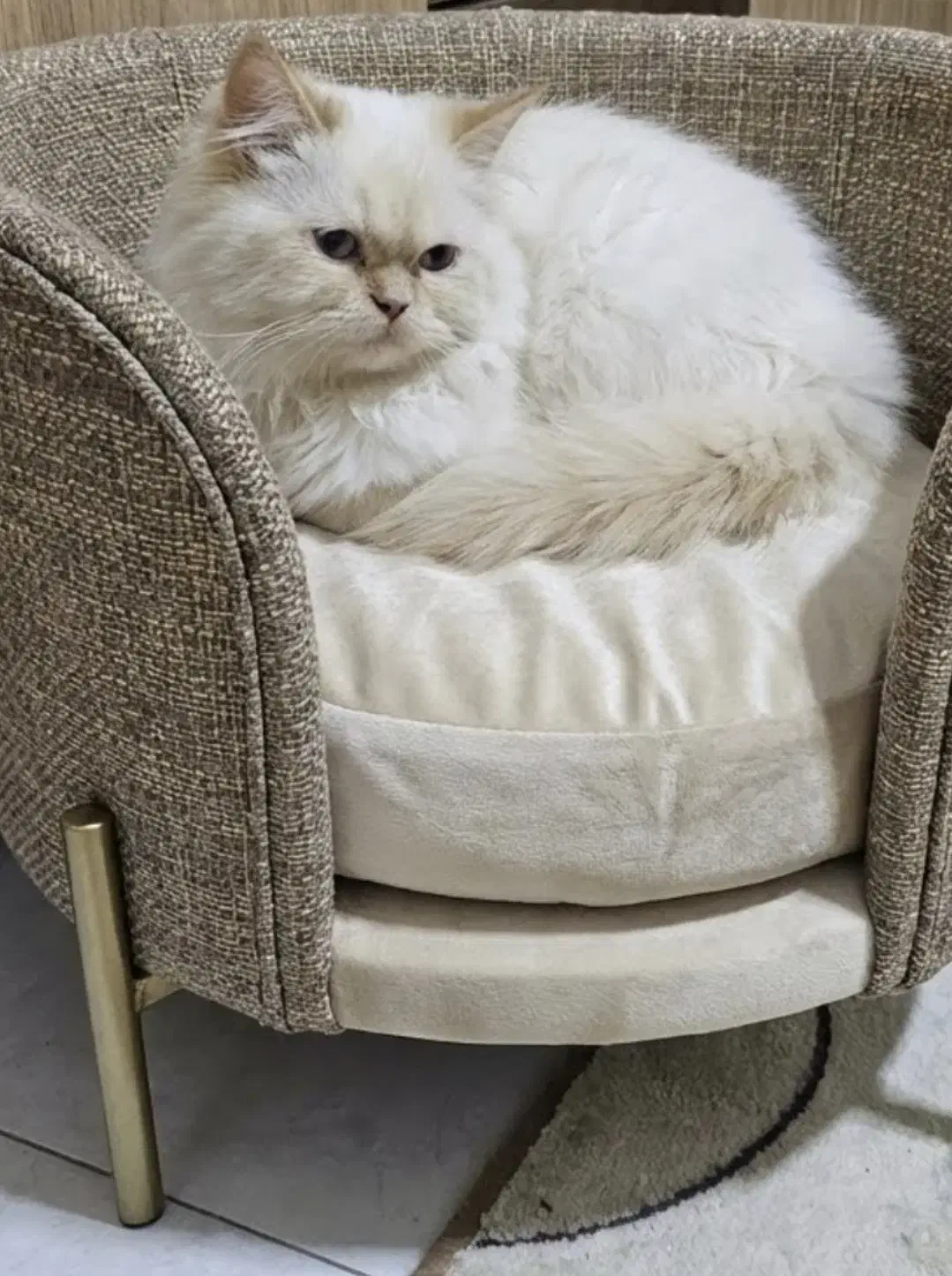 پرشین نر کاراملی|گربه|ارومیه, |دیوار