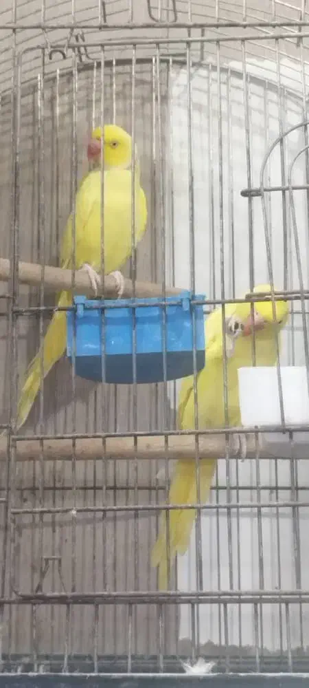 ملنگو زرد مولد|پرنده|اهواز, نادری|دیوار