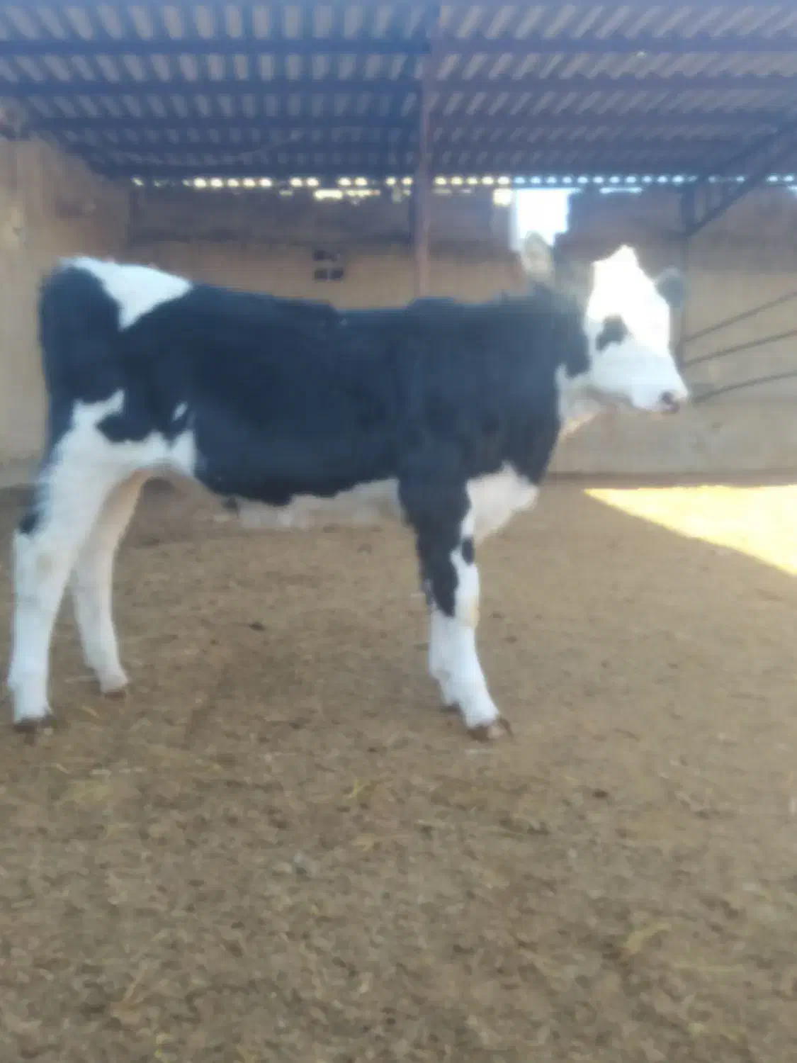 گوساله سیمینتال ماده|حیوانات مزرعه|بجنورد, |دیوار