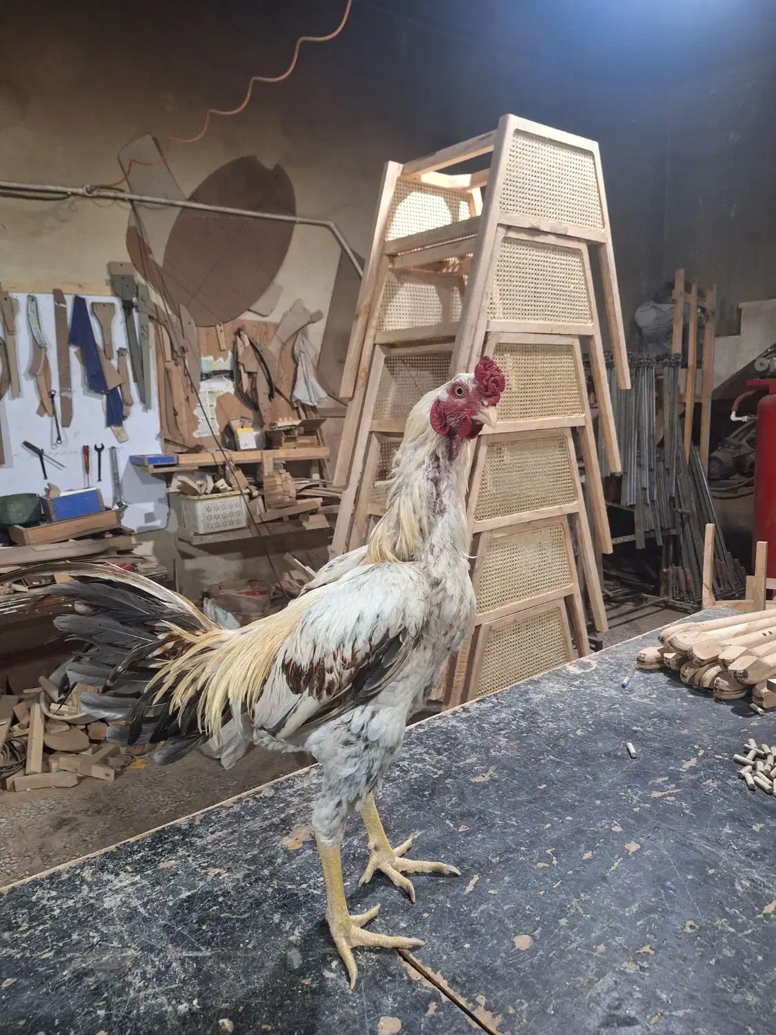 خروس لاری|حیوانات مزرعه|جاجرود, |دیوار